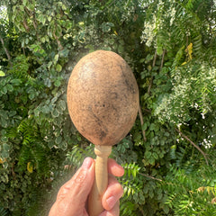 Ayacaxtli Natural Gourd Percussion Instrument Jicara Tree Gourd with river sand.- Handcrafted ORGANIC