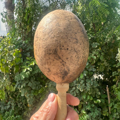 Ayacaxtli Natural Gourd Percussion Instrument Jicara Tree Gourd with river sand.- Handcrafted ORGANIC