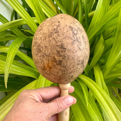 Ayacaxtli Natural Gourd Percussion Instrument Jicara Tree Gourd with river sand.- Handcrafted ORGANIC